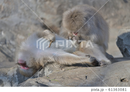のみ取りが気持ちよすぎて仰け反って遠い目をする日本猿の夫婦 61363081