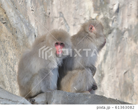睨んでいるオスの日本猿と目を背ける奥さん猿 61363082
