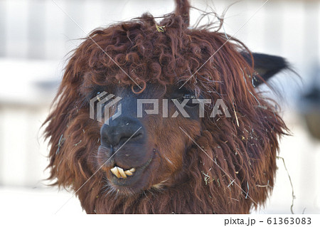 茶色いイケメンラマの顔のドアップ1 61363083