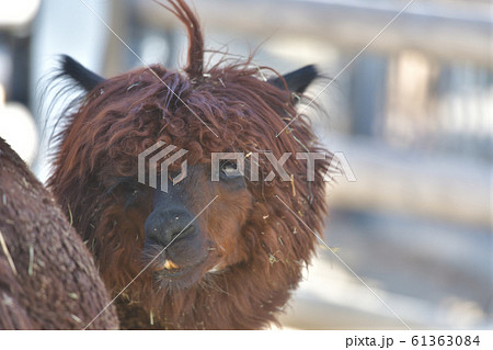 茶色いイケメンラマの顔のドアップ6 61363084