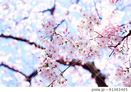 さくら　青空 61363405