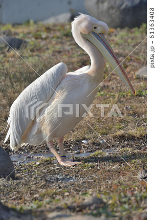 幸せを運ぶ桃色ペリカン1 61363408