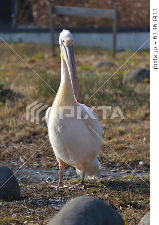 幸せを運ぶ桃色ペリカン4 61363411