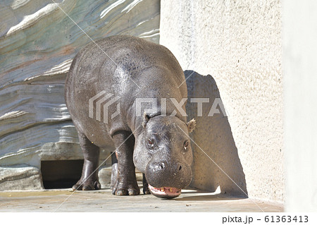 世界三大珍獣いがいと可愛いコビトカバ4の写真素材