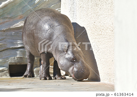 世界三大珍獣いがいと可愛いコビトカバ3 61363414