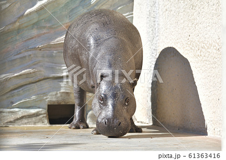 世界三大珍獣いがいと可愛いコビトカバ2 61363416