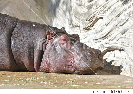 癒し効果絶大なカバさんの寝顔右向き 癒し効果絶大なカバさんの寝顔右向き 61363418