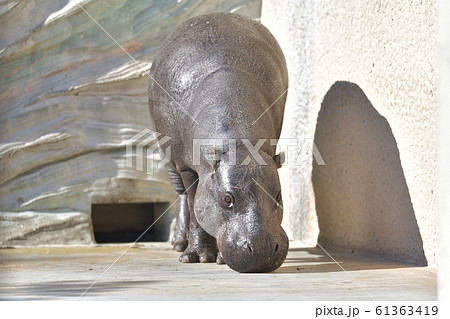 世界三大珍獣いがいと可愛いコビトカバ1 61363419