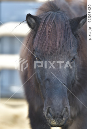 在来馬であるトカラ馬のイケメン顔2 61363420