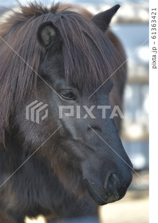 在来馬であるトカラ馬のイケメン顔1 61363421