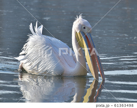 幸せを運ぶ桃色ペリカン6 61363498