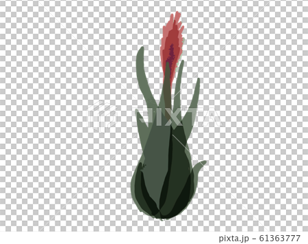 Air Plants with Flowers - Stock Illustration [61363777] - PIXTA