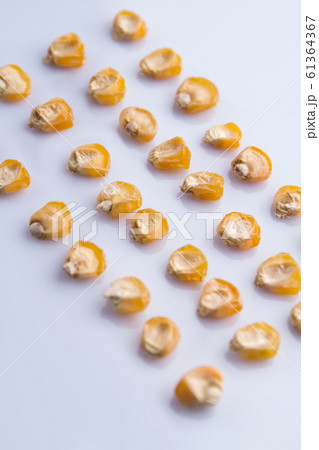 Arranged rows of dried corn seeds. Arranged rows of dried corn seeds. 61364367