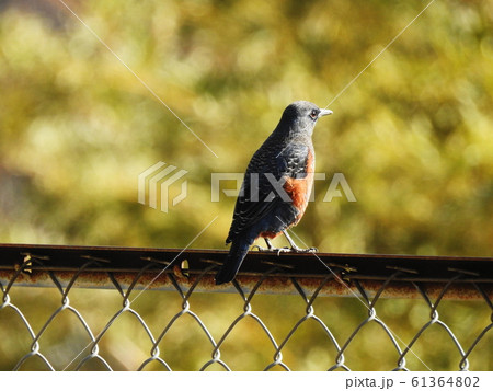 イソヒヨドリ  Blue Rock Thrush 61364802
