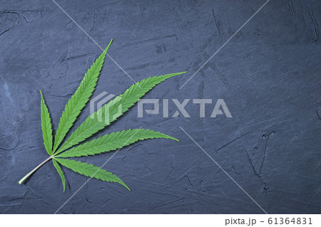 Fresh green marijuana leaf on a black-blue stone 61364831