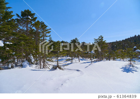 冬の長野県北八ヶ岳 北横岳の東にある雪に埋もれた七ツ池 冬の長野県北八ヶ岳 北横岳の東にある雪に埋もれた七ツ池 61364839
