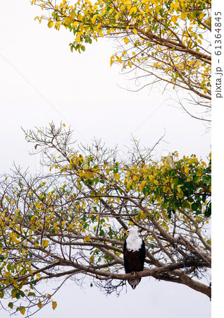 Big Bald eagle on tree branch in Serengeti savanna - Tanzania Big Bald eagle on tree branch in Serengeti savanna - Tanzania 61364845