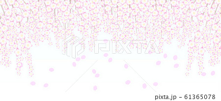満開の枝垂桜の白背景（日本のイメージ、4月、春） 61365078