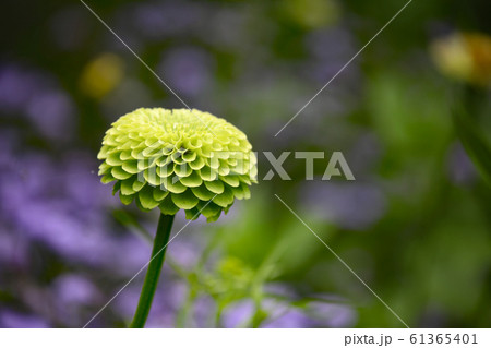 百日草 百日草 61365401