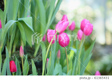 チューリップの花 チューリップの花 61365431