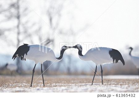 採食する二羽のタンチョウ(北海道・鶴居) 採食する二羽のタンチョウ(北海道・鶴居) 61365432
