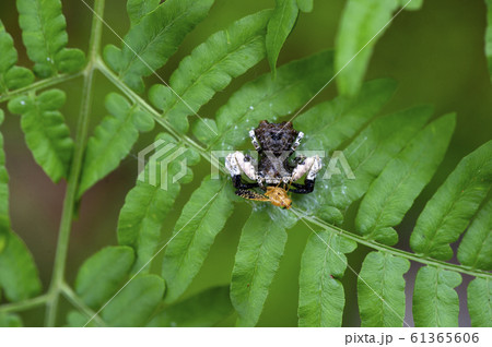 カトウツケオグモ 61365606