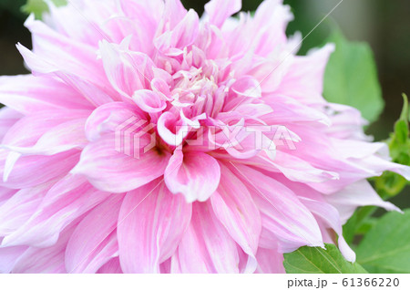 ダリア 61366220