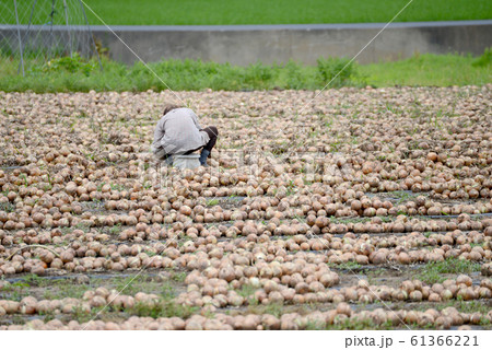 タマネギ畑 61366221