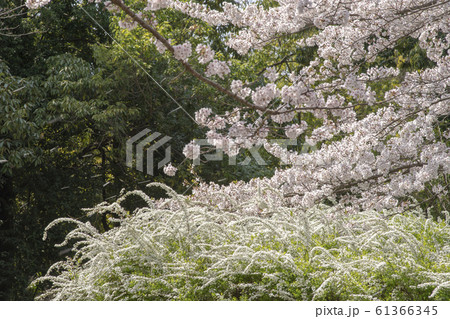 桜と雪柳 桜と雪柳 61366345