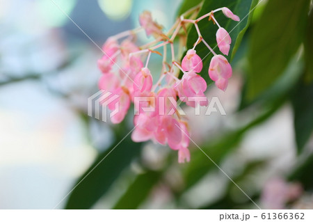 キダチベゴニアの花の写真素材