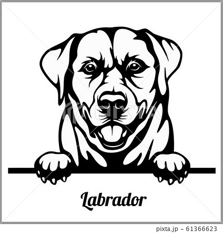 Labrador - Peeking Dogs - - breed face head isolated on white 61366623