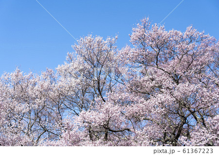 高遠の桜 高遠の桜 61367223