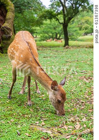 奈良公園の鹿 奈良公園の鹿 61367398