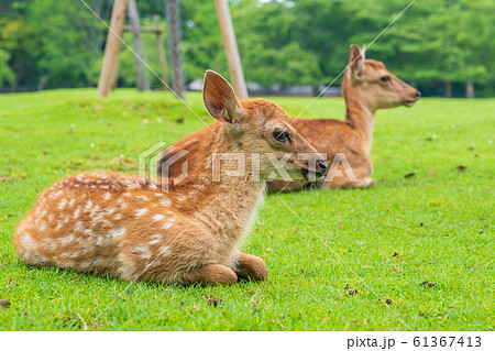 奈良公園の子鹿　国の天然記念物　春日野園地 61367413