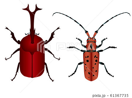 カブトムシとホシベニカミキリのイラスト素材