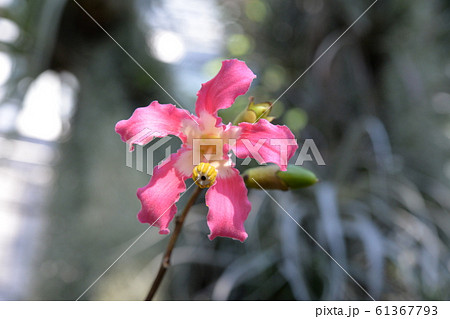 満開に咲くトックリキワタの花の写真素材