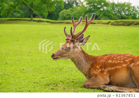 奈良公園の牡鹿 奈良公園の牡鹿 61367851
