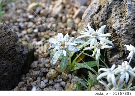エーデルワイスの花の写真素材