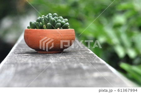Little cactus in earthenware, Haworthia Obtusa Little cactus in earthenware, Haworthia Obtusa 61367994