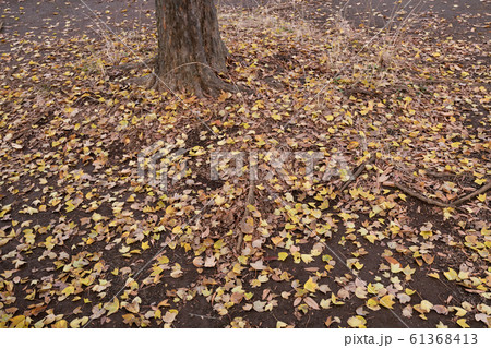 公園の落葉 61368413