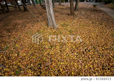公園の落葉 公園の落葉 61368415