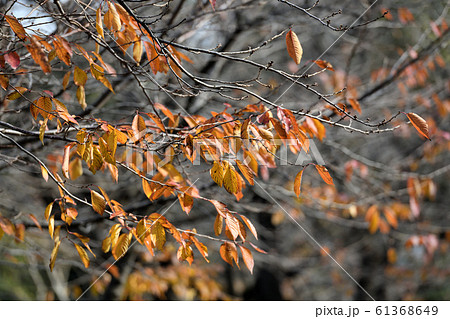 住宅街の紅葉 61368649