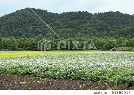 北海道・美瑛・富良野のジャガイモ畑 61369017