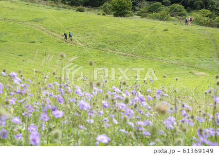 マツムシソウ　登山者　点景　草原　吾妻山 61369149