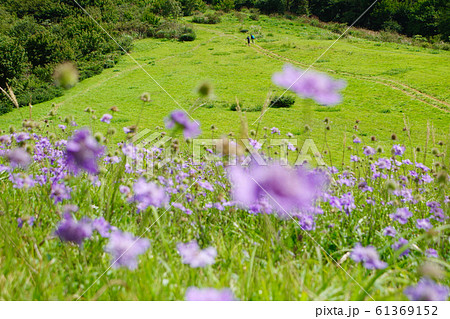 マツムシソウ 登山者 点景 草原 吾妻山 マツムシソウ 登山者 点景 草原 吾妻山 61369152