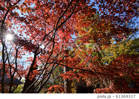 浄真寺　九品仏　紅葉 61369317