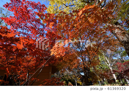浄真寺　九品仏　紅葉 61369320