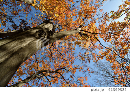 浄真寺 九品仏 紅葉 浄真寺 九品仏 紅葉 61369325