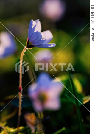 コミヤマカタバミの花 コミヤマカタバミの花 61369581