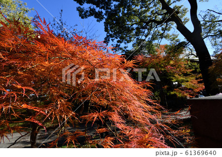 浄真寺　九品仏　紅葉 61369640